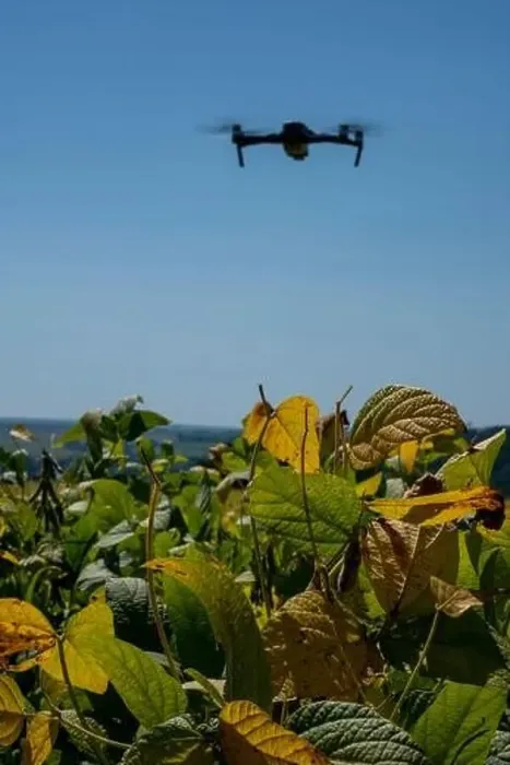 Framed Print : drone flying over soy plantation on sunny day in Brazil Framed Print : drone flying over soy plantation on sunny day in Brazil