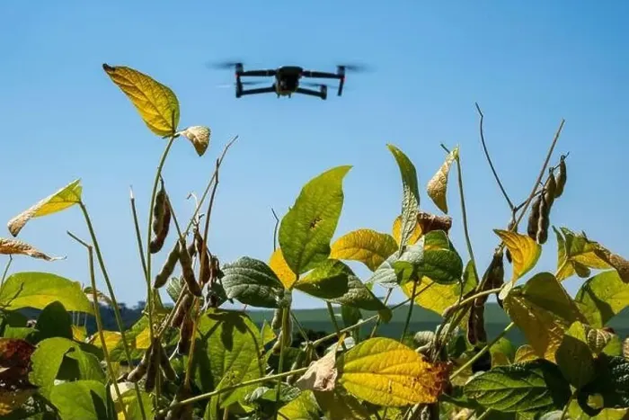 Framed Print : drone flying over soy plantation on sunny day in Brazil Framed Print : drone flying over soy plantation on sunny day in Brazil