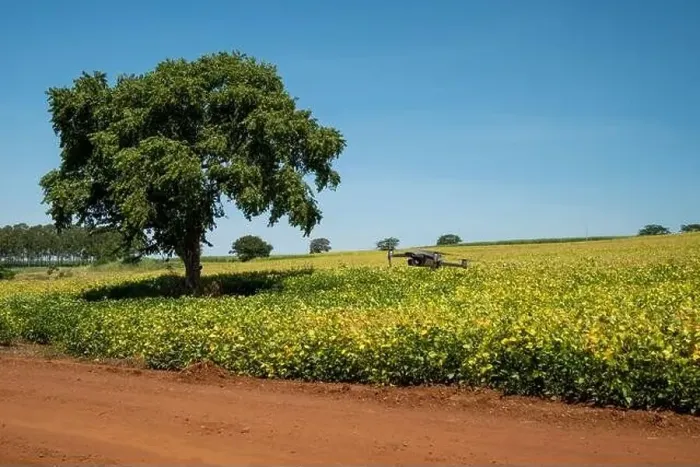 Framed Print : drone flying over soy plantation on sunny day in Brazil Framed Print : drone flying over soy plantation on sunny day in Brazil