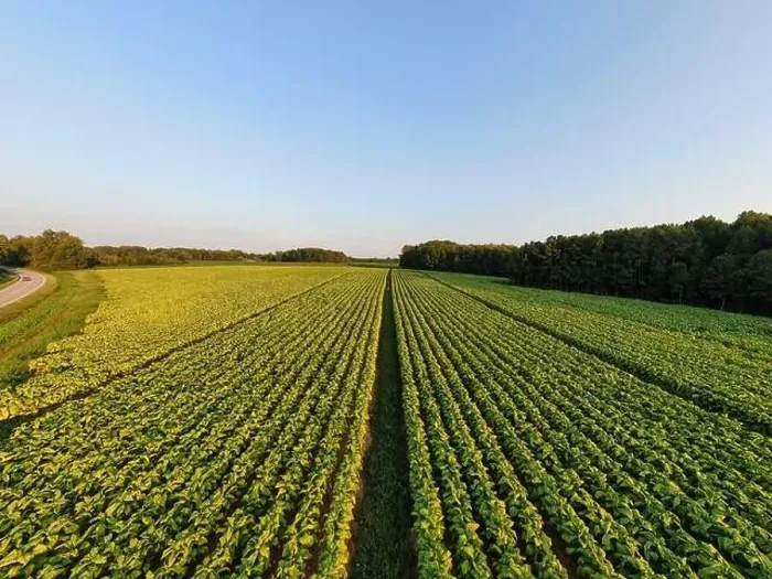 Framed Print : drone images of a north carolina tobacco field on a late summer afternoon Framed Print : drone images of a north carolina tobacco field on a late summer afternoon