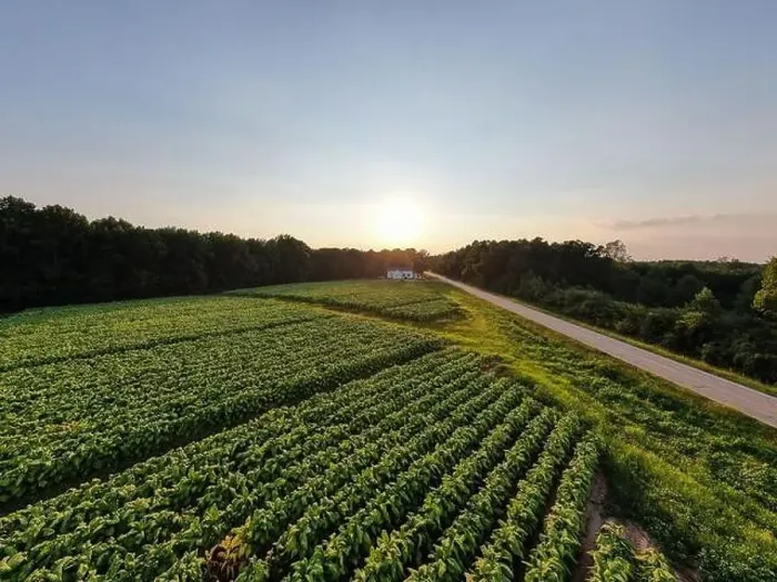 Framed Print : drone images of a north carolina tobacco field on a late summer afternoon Framed Print : drone images of a north carolina tobacco field on a late summer afternoon