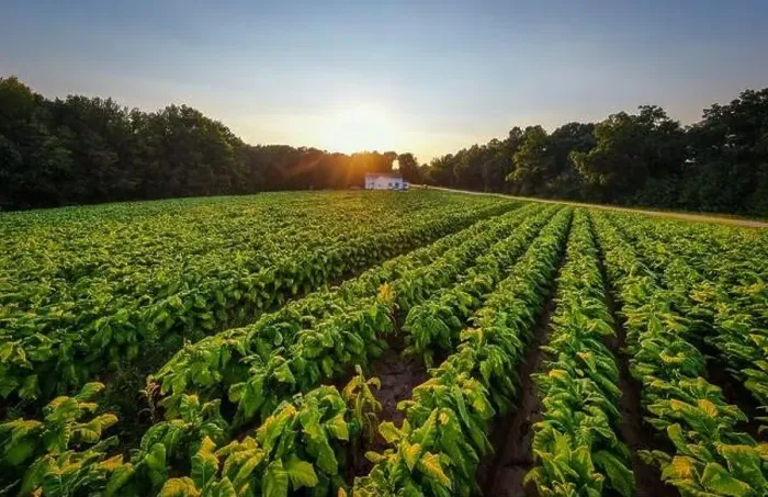Framed Print : drone images of a north carolina tobacco field on a late summer afternoon Framed Print : drone images of a north carolina tobacco field on a late summer afternoon