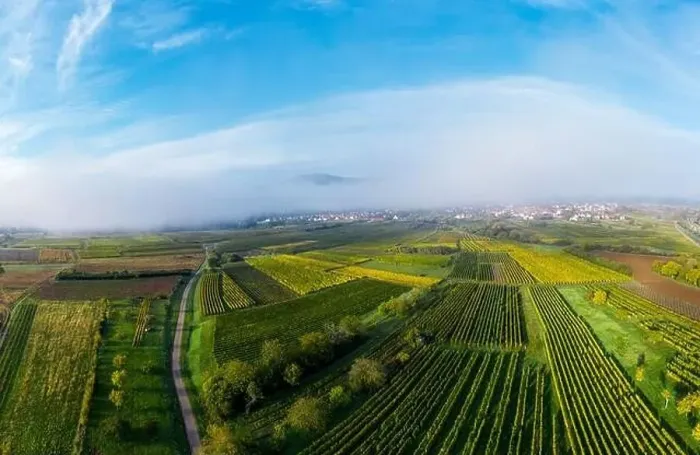 Framed Print : A drone panoramic view of the stunning expanse of the Vosges foothills. Autumn vineyards in the morning fog. France Framed Print : A drone panoramic view of the stunning expanse of the Vosges foothills. Autumn vineyards in the morning fog. France