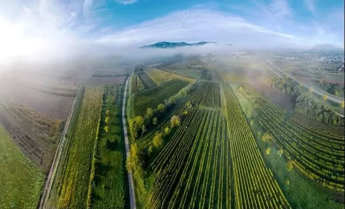 Framed Print : A drone panoramic view of the stunning expanse of the Vosges foothills. Autumn vineyards in the morning fog. France Framed Print : A drone panoramic view of the stunning expanse of the Vosges foothills. Autumn vineyards in the morning fog. France