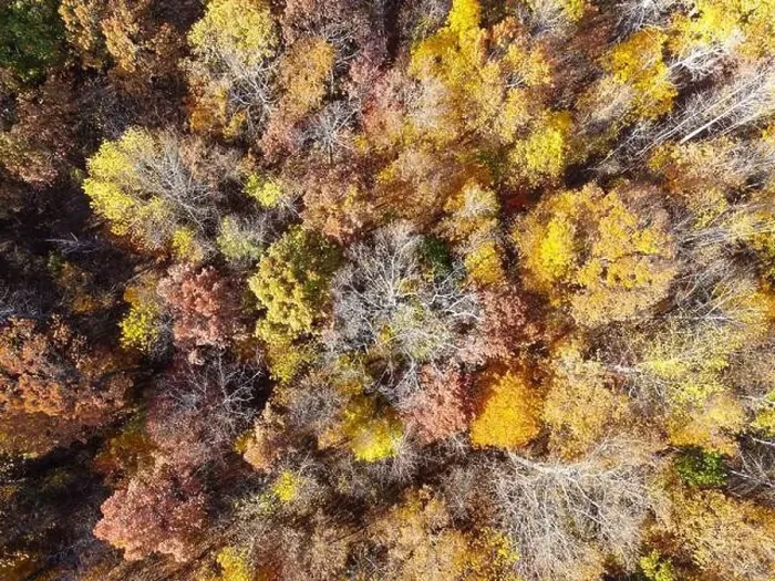 Framed Print : Drone Photos of Durant Nature Preserve, Raleigh NC Framed Print : Drone Photos of Durant Nature Preserve, Raleigh NC