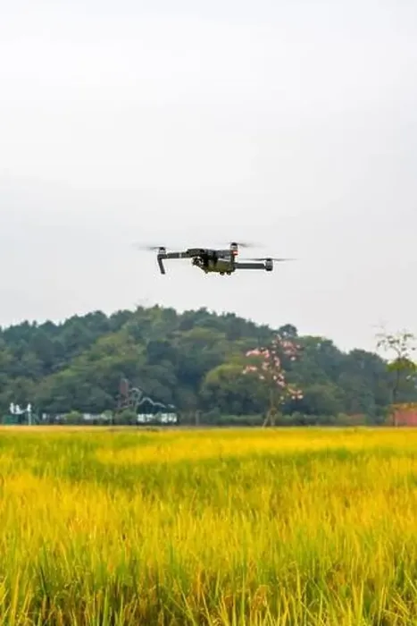 Framed Print : A drone shoots over the rice field Framed Print : A drone shoots over the rice field