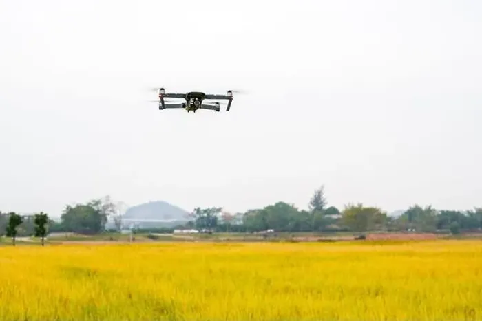 Framed Print : A drone shoots over the rice field Framed Print : A drone shoots over the rice field