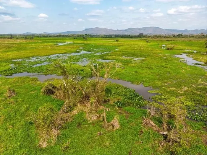 Framed Print : Drone shot of the bright green flooded grasslands of the Pantanal in Brasil Framed Print : Drone shot of the bright green flooded grasslands of the Pantanal in Brasil