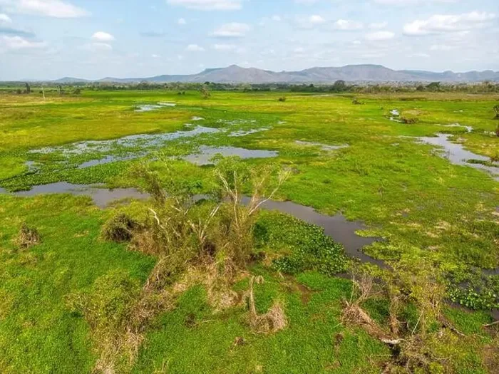 Framed Print : Drone shot of the bright green flooded grasslands of the Pantanal in Brasil Framed Print : Drone shot of the bright green flooded grasslands of the Pantanal in Brasil