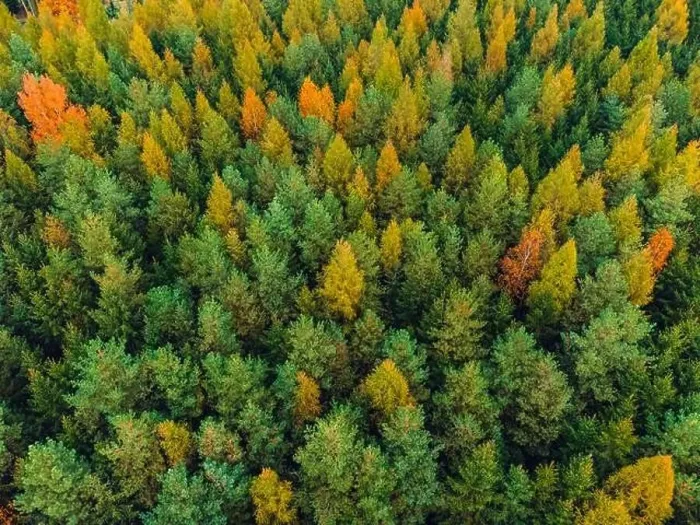 Framed Print : This drone shot captures a mixed forest transitioning into autumn Framed Print : This drone shot captures a mixed forest transitioning into autumn