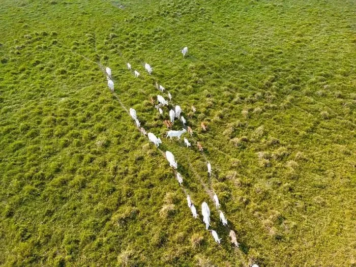 Framed Print : Drone shot of a herd of cows in the lush green grasslands of the Pantanal in Mato Grosso do Sul in Brasil - Traveling Framed Print : Drone shot of a herd of cows in the lush green grasslands of the Pantanal in Mato Grosso do Sul in Brasil - Traveling
