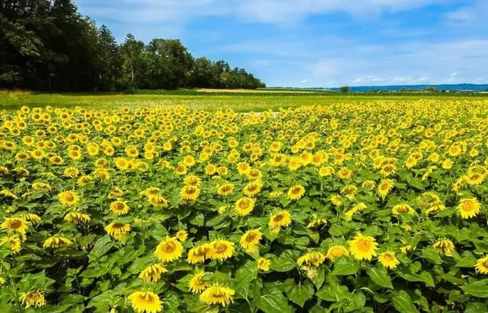 Framed Print : Drone shot of sunflower field in summer near Andelfingen, Switzerland Framed Print : Drone shot of sunflower field in summer near Andelfingen, Switzerland
