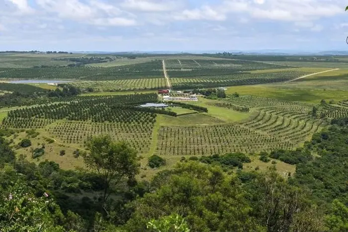 Framed Print : Drone view at a agricultural field on Oribi gorge near Port Shepstone in South Africa Framed Print : Drone view at a agricultural field on Oribi gorge near Port Shepstone in South Africa