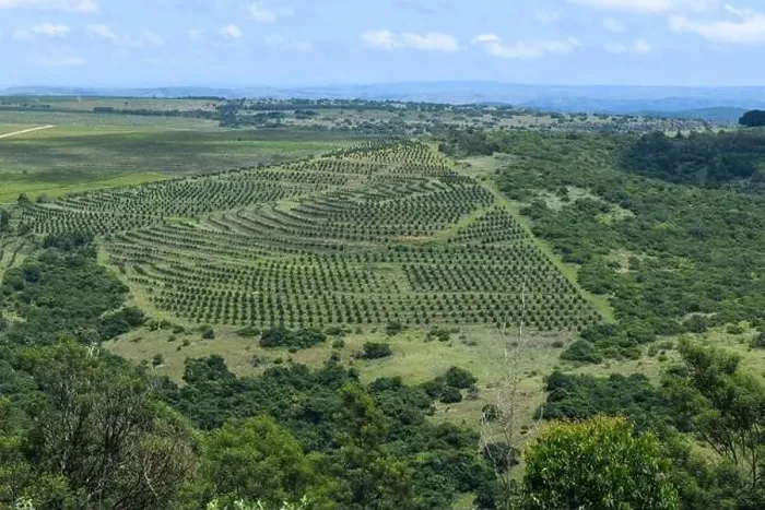 Framed Print : Drone view at a agricultural field on Oribi gorge near Port Shepstone in South Africa Framed Print : Drone view at a agricultural field on Oribi gorge near Port Shepstone in South Africa