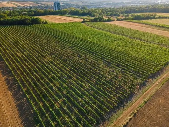 Framed Print : Drone view down on agriculture crop land with wheat fields and Vineyards in Vienna Framed Print : Drone view down on agriculture crop land with wheat fields and Vineyards in Vienna