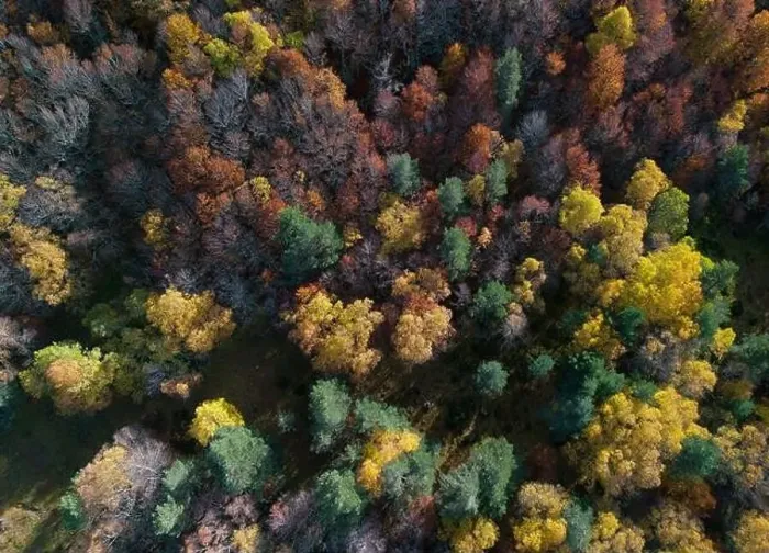 Framed Print : From above drone view of bright multicolored trees growing in autumn forest on daytime Framed Print : From above drone view of bright multicolored trees growing in autumn forest on daytime