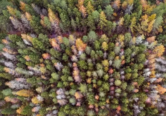 Framed Print : A drone view of a forest in Wales turning into Autumn colours Framed Print : A drone view of a forest in Wales turning into Autumn colours