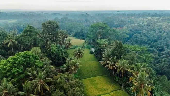 Framed Print : Drone view of green rice terraces with tropical palm trees. Countryside in Bali island Framed Print : Drone view of green rice terraces with tropical palm trees. Countryside in Bali island