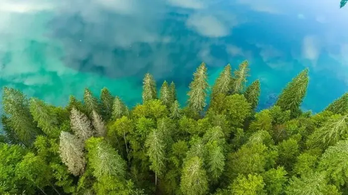 Framed Print : Drone View of Majestic Pine Trees by Turquoise Lake Framed Print : Drone View of Majestic Pine Trees by Turquoise Lake