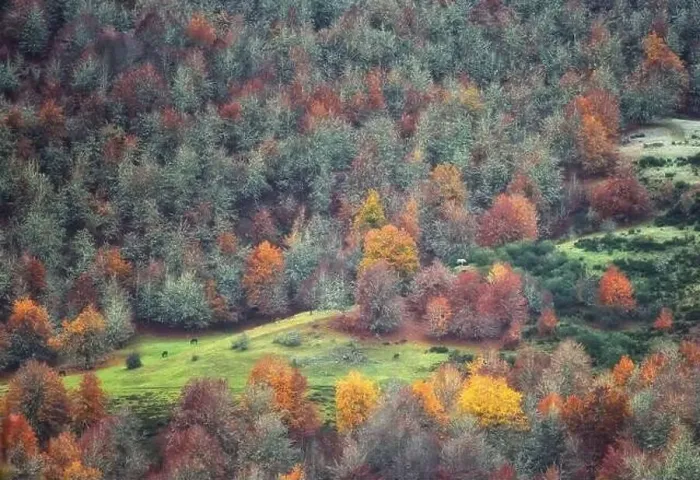 Framed Print : Drone view of picturesque scenery of trees with colorful foliage growing in forest in fall Framed Print : Drone view of picturesque scenery of trees with colorful foliage growing in forest in fall