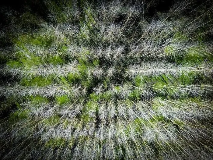 Framed Print : Drone top down view of a regimented plantation of trees shown in uniform rows