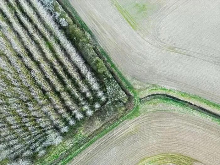 Framed Print : Drone top down view of a regimented plantation of trees shown in uniform rows Framed Print : Drone top down view of a regimented plantation of trees shown in uniform rows
