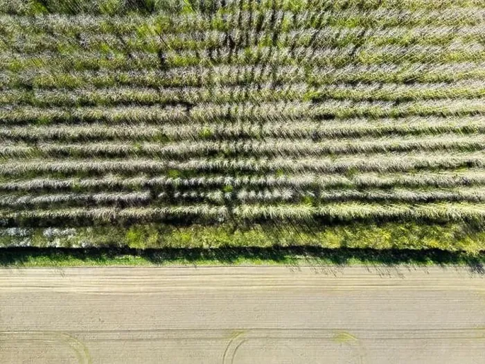 Framed Print : Drone top down view of a regimented plantation of trees shown in uniform rows Framed Print : Drone top down view of a regimented plantation of trees shown in uniform rows