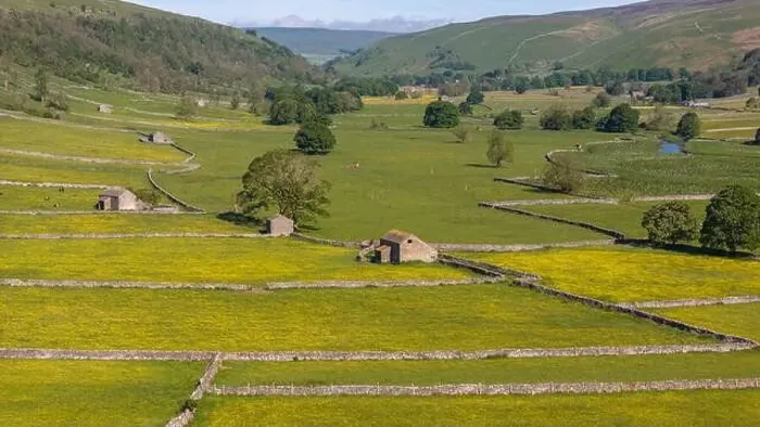 Framed Print : A drone's eye view shows the expanse of the buttercup dotted meadows dissected by stone walls in the vibrant Yorkshire Framed Print : A drone's eye view shows the expanse of the buttercup dotted meadows dissected by stone walls in the vibrant Yorkshire