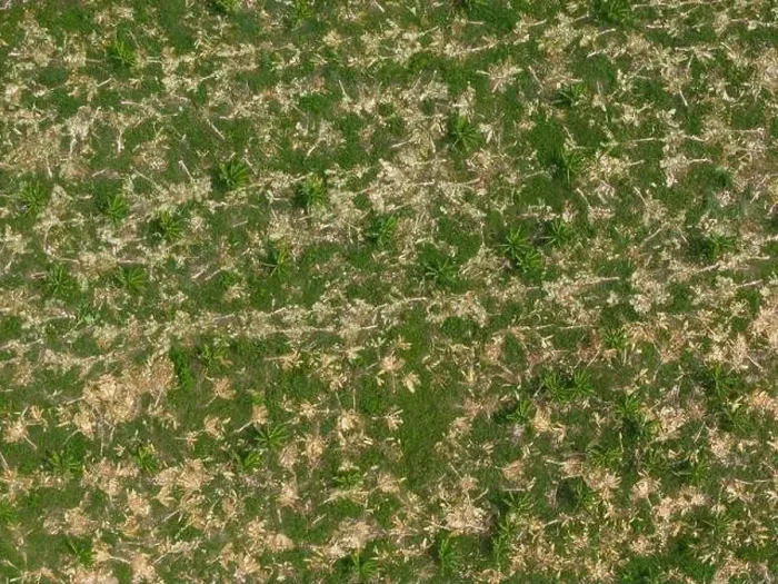 Framed Print : Dry agricultural field with cut tree aerial above top view Framed Print : Dry agricultural field with cut tree aerial above top view