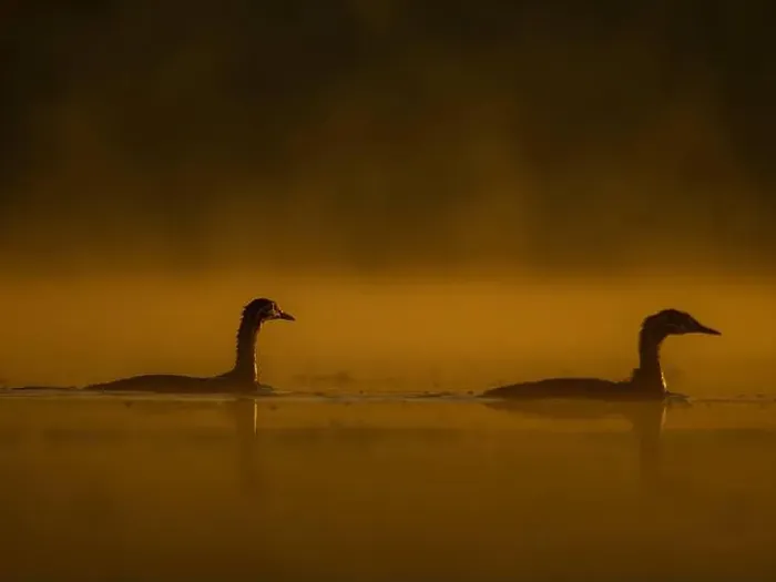Framed Print : Two ducks floating on the water at sunset, beautiful orange color scenery Framed Print : Two ducks floating on the water at sunset, beautiful orange color scenery
