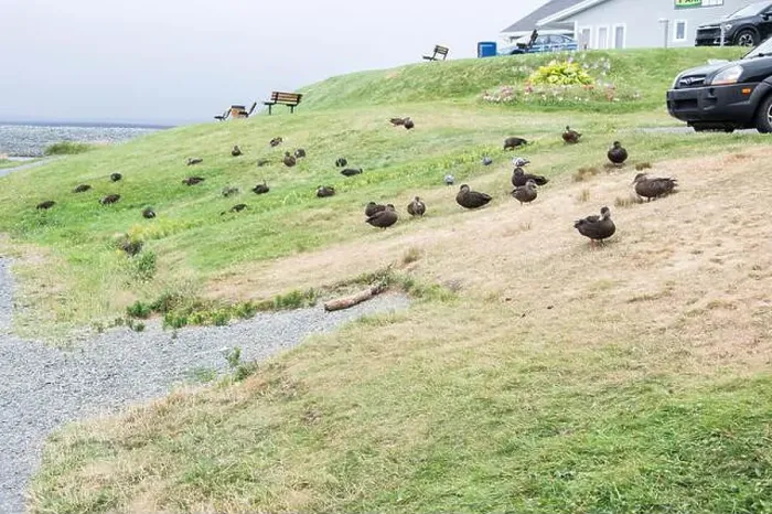 Framed Print : Ducks on the grass at Worsley Park in Conception Bay South, Newfoundland & Labrador, Canada Framed Print : Ducks on the grass at Worsley Park in Conception Bay South, Newfoundland & Labrador, Canada