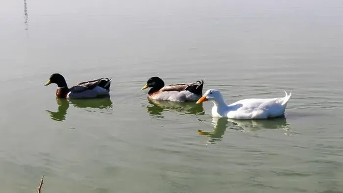 Framed Print : Three ducks swim side-by-side in a lake Framed Print : Three ducks swim side-by-side in a lake
