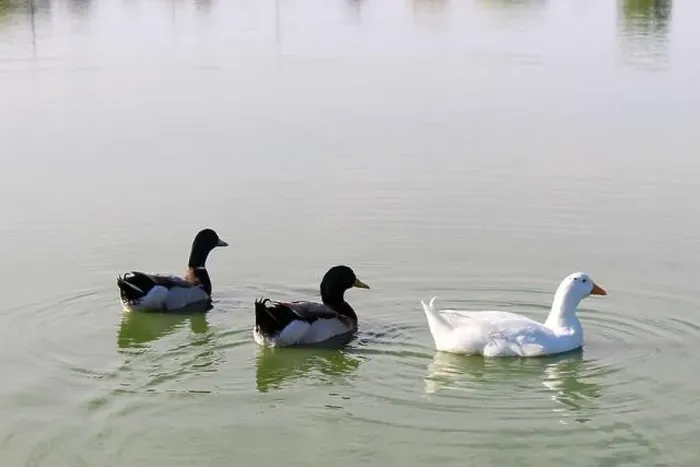 Framed Print : Three ducks swim side-by-side in a lake Framed Print : Three ducks swim side-by-side in a lake