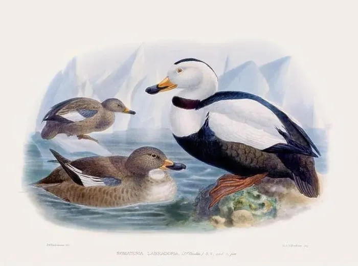 Framed Print : Ducks. Vintage bird illustration. 19th century bird art. Ca 1878 Framed Print : Ducks. Vintage bird illustration. 19th century bird art. Ca 1878
