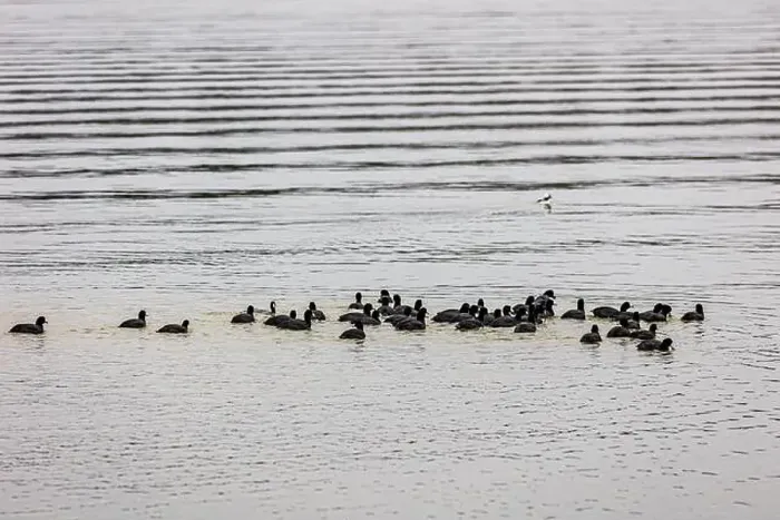 Framed Print : Ducks on the water at Lake Catherine State Park on a cold and cloudy winter day Framed Print : Ducks on the water at Lake Catherine State Park on a cold and cloudy winter day