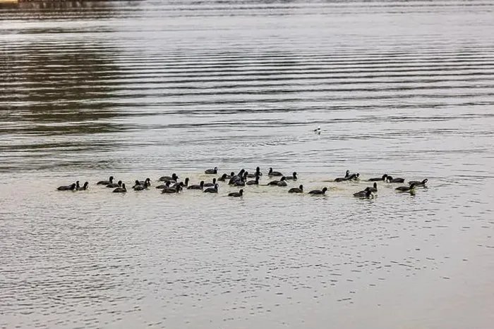 Framed Print : Ducks on the water at Lake Catherine State Park on a cold and cloudy winter day Framed Print : Ducks on the water at Lake Catherine State Park on a cold and cloudy winter day
