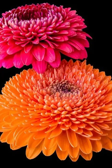 Framed Print : Duet - a fine art still life color flower macro of an isolated orange Framed Print : Duet - a fine art still life color flower macro of an isolated orange