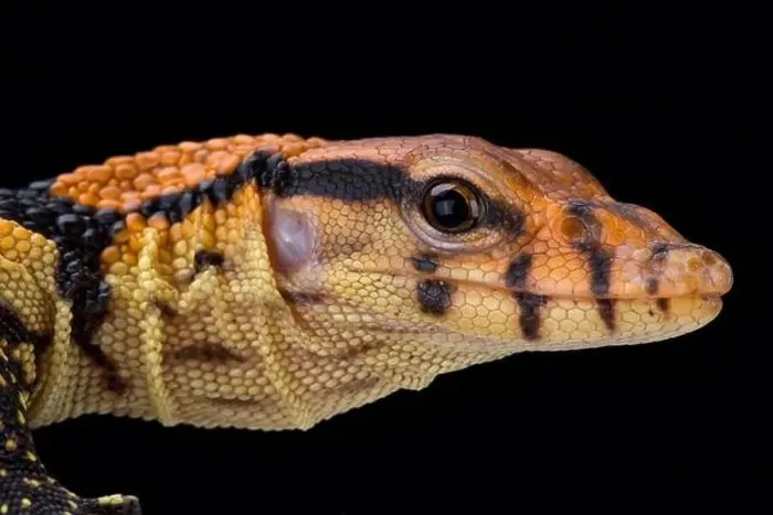 Framed Print : Dumeril's monitor (Varanus dumerili) Framed Print : Dumeril's monitor (Varanus dumerili)