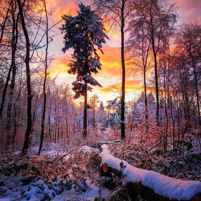 Framed Print : dusk, forest, winter, afterglow, dusks, twilight, forests, wood, woodland, woods, winters Framed Print : dusk, forest, winter, afterglow, dusks, twilight, forests, wood, woodland, woods, winters