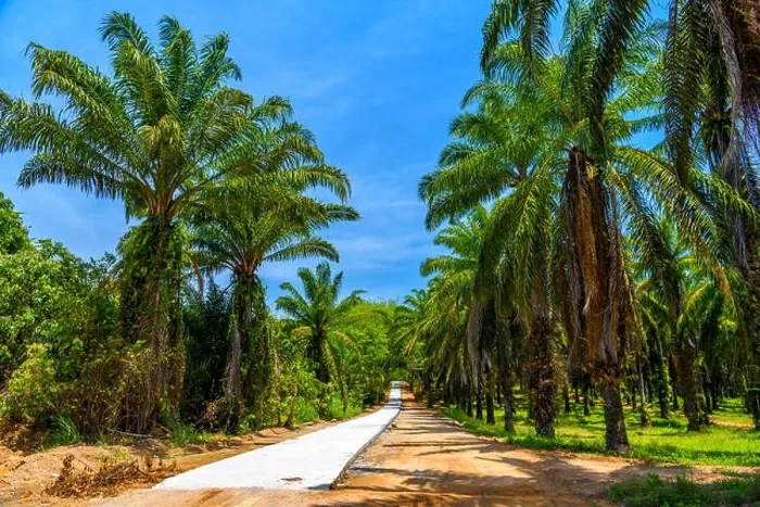 Framed Print : Dusty road through palms plantation and jungle, Than Bok Khorani National Park, Krabi, Thailand Framed Print : Dusty road through palms plantation and jungle, Than Bok Khorani National Park, Krabi, Thailand