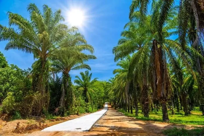 Framed Print : Dusty road through palms plantation and jungle, Than Bok Khorani National Park, Krabi, Thailand Framed Print : Dusty road through palms plantation and jungle, Than Bok Khorani National Park, Krabi, Thailand