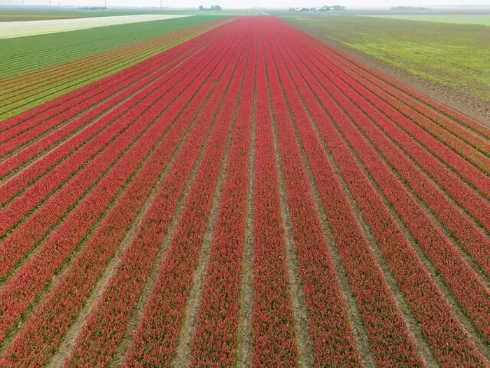 Framed Print : Dutch tulip fields from above leading towards a constuction site of modern windmills Framed Print : Dutch tulip fields from above leading towards a constuction site of modern windmills