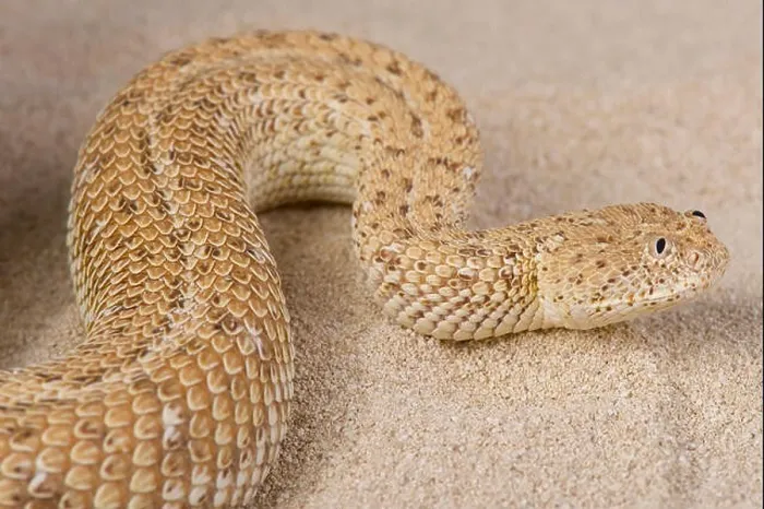 Framed Print : Dwarf adder / Bitis peringueyii Framed Print : Dwarf adder / Bitis peringueyii