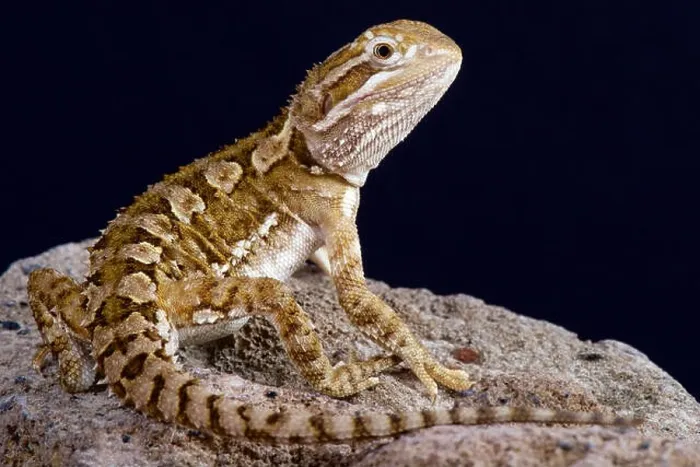Framed Print : Dwarf bearded dragon / Pogona henrylawsoni Framed Print : Dwarf bearded dragon / Pogona henrylawsoni