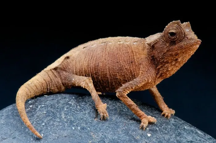 Framed Print : Dwarf Chameleon / Brookesia stumpffi Framed Print : Dwarf Chameleon / Brookesia stumpffi