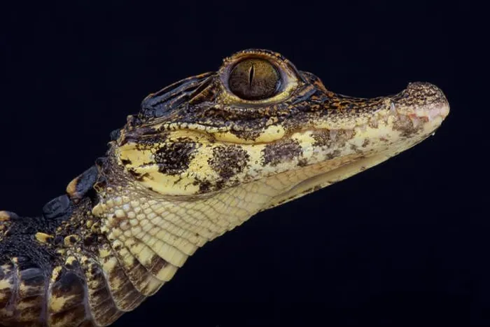 Framed Print : Dwarf crocodile / Osteolaemus tetraspis Framed Print : Dwarf crocodile / Osteolaemus tetraspis