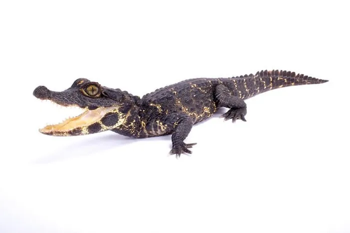 Framed Print : Dwarf crocodile, Osteolaemus tetraspis Framed Print : Dwarf crocodile, Osteolaemus tetraspis