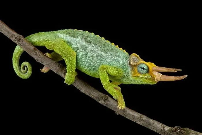Framed Print : Dwarf Jackson's chameleon (Trioceros jacksonii merumontanus) Framed Print : Dwarf Jackson's chameleon (Trioceros jacksonii merumontanus)