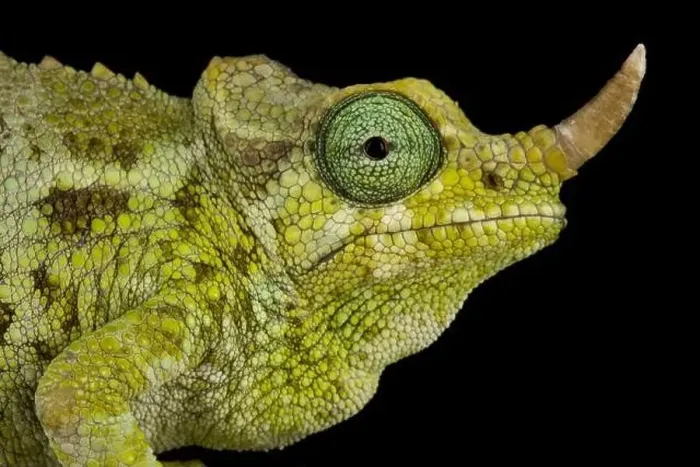 Framed Print : Dwarf Jacksons chameleon (Trioceros jacksonii merumontanus) female Framed Print : Dwarf Jacksons chameleon (Trioceros jacksonii merumontanus) female