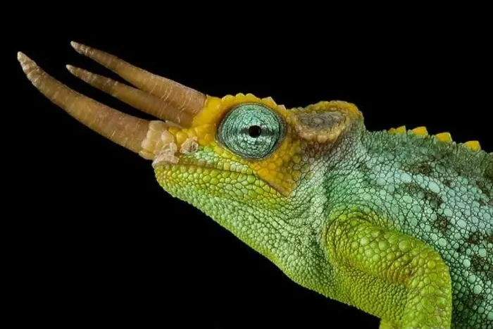 Framed Print : Dwarf Jackson's chameleon (Trioceros jacksonii merumontanus) male Framed Print : Dwarf Jackson's chameleon (Trioceros jacksonii merumontanus) male
